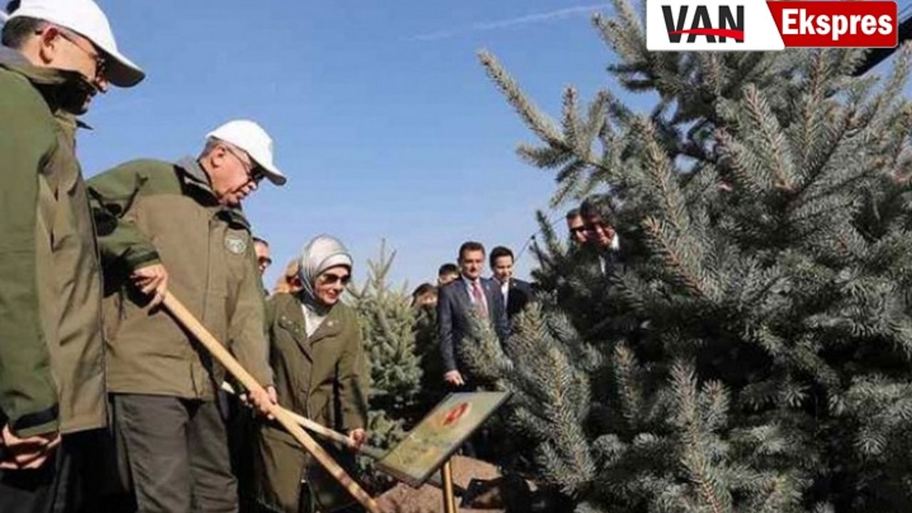 Erdoğan’ın diktiği 10 milyon fidan kurudu