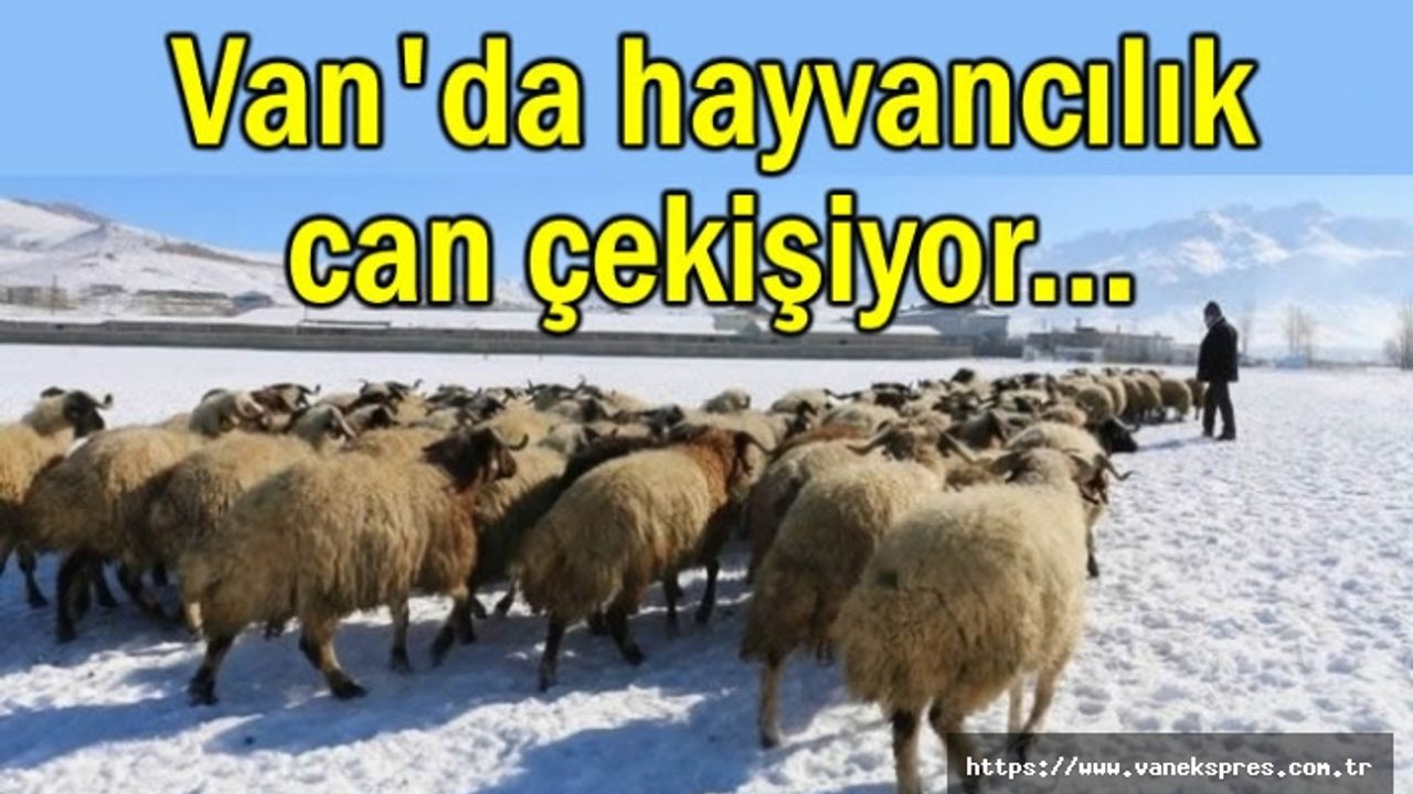 Van'da hayvancılığın bitme noktasına geldi