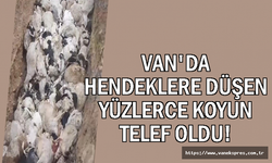 Van'da Hendeklere Düşen Yüzlerce Koyun Telef Oldu