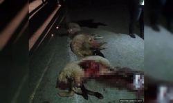 Van'da otomobil koyun sürüsüne çarptı: 15 koyun telef oldu!