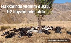 Hakkari'de şimşek çarpan 62 koyun öldü