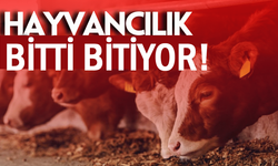 Bölgede Maliyet artıyor, hayvancılık bitiyor