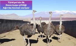 Deve Kuşu Eti: Kolesterol, şeker, tansiyon hastalıklarına iyi geliyor