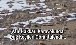 Van-Hakkari Arası Dağ Keçileri görüntülendi