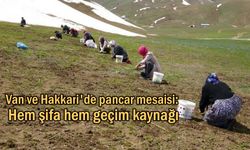 Van ve Hakkari'de pancar mesaisi: Hem şifa hem geçim kaynağı