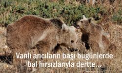 Van’da Arıcıların Başı Ayılarla Dertte