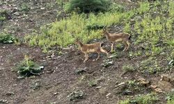Van-Hakkari karayolunda, dağ keçileri sürpriz yaptı