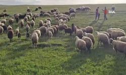 Bölge'de besiciler 7 aylık göçe başladı