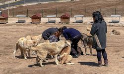 Büyükşehir’den doğal yaşam alanındaki hayvanlara sağlık taraması