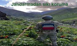 Ters Lalelere Jandarma Koruması; kopartana 577 bin TL ceza