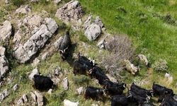 Kaçan 26 kurbanlık keçi drone ile bulundu