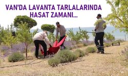 Van'da lavanta tarlalarında ilk hasat!