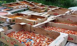 Van'da Kayısıda Bereket: Kilosu 300 TL’ye Satılıyor