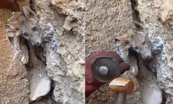 Kayalıklar arasına sıkışan tilkiyi vatandaşlar kurtarıldı