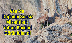 Yaban keçileri Van'da görüntülendi