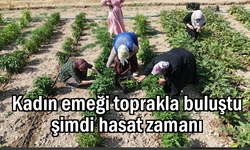Kadın emeği toprakla buluştu şimdi hasat zamanı