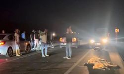 Van-Hakkari yolunda kaza: Onlarca koyun telef oldu