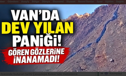 Van’da metrelerce uzunlukta yılan görüldü