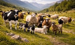2026 hayvancılık destekleri için başvurular başladı