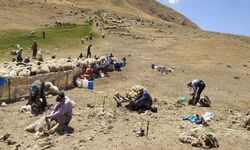 Çöpe giden servet: Van Norduz yünü sentetiğe yenildi