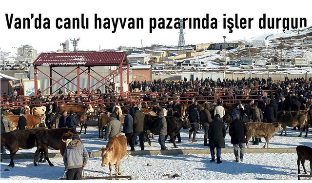 Van’da canlı hayvan pazarında işler kesat