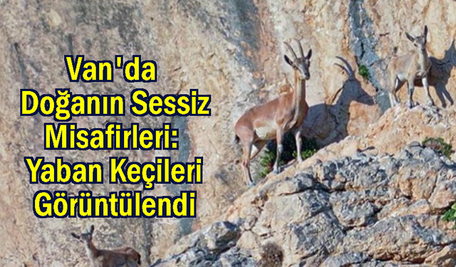 Yaban keçileri Van'da görüntülendi