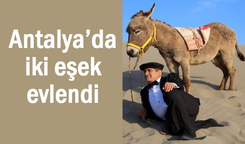 Antalya’da iki eşek evlendi
