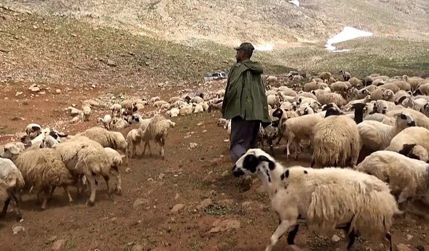 Van’da 60 bin TL’ye çoban bulunamıyor