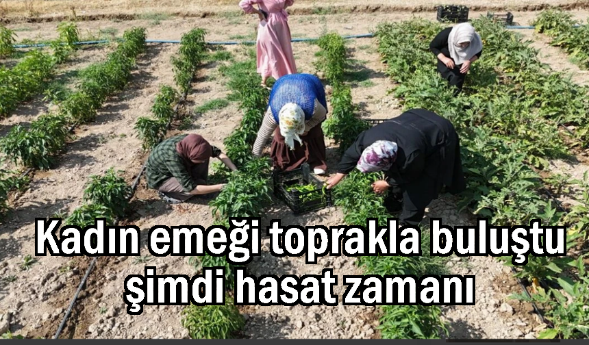 Kadın emeği toprakla buluştu şimdi hasat zamanı