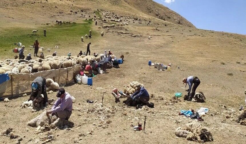 Çöpe giden servet: Van Norduz yünü sentetiğe yenildi